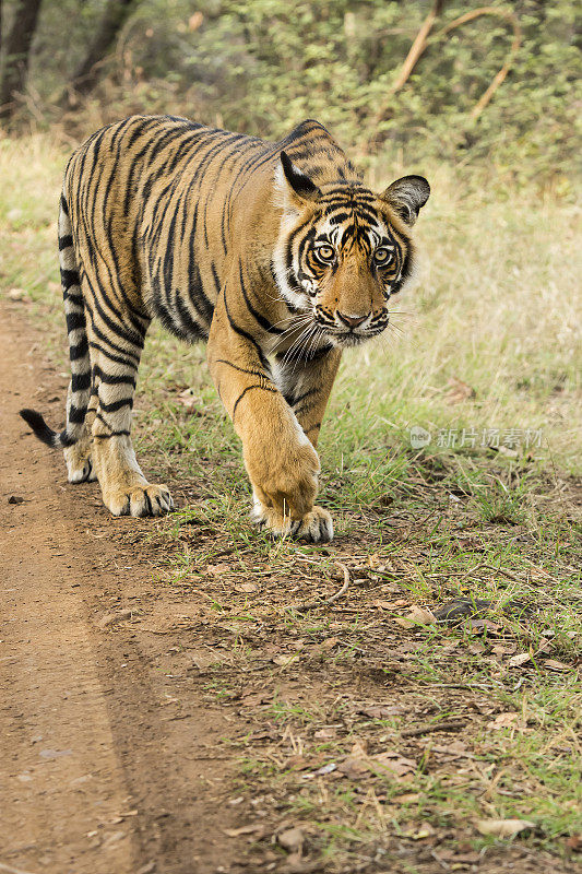 幼年孟加拉虎(Panthera tigris tigris)，野生动物拍摄